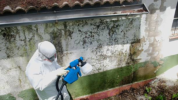 Mold Removal service in Selma